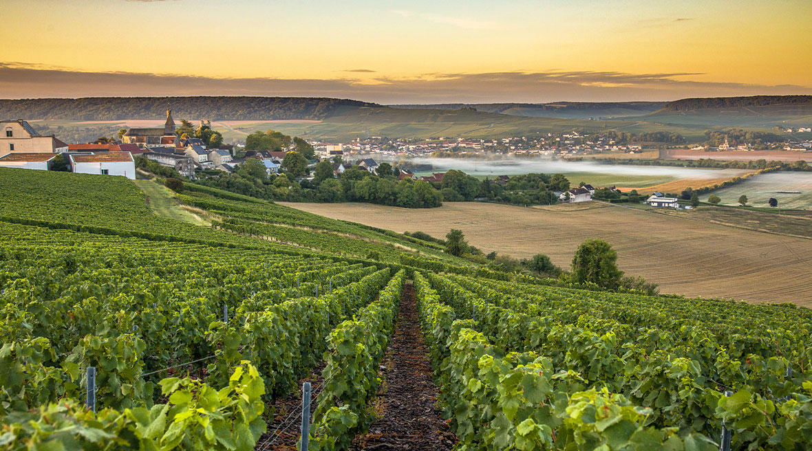 A lush green vineyard stretching out and down over a hill towards fields with hills in the distance